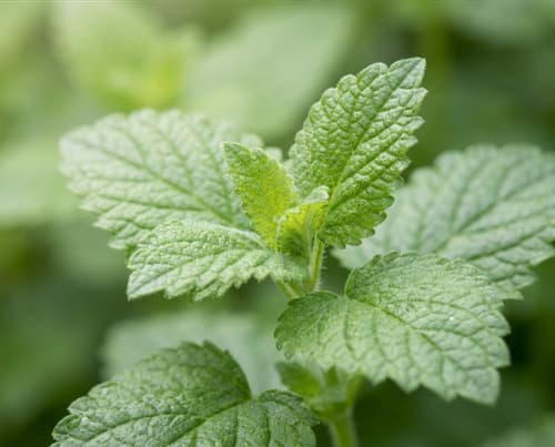 Menthe bio