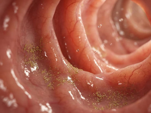 Dans le système digestif : des bactéries fermentent les aliments et produisent des gaz soufrés qui remontent