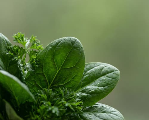 Chlorophylle (végétale)